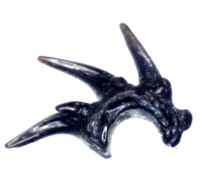 fossil fish tooth