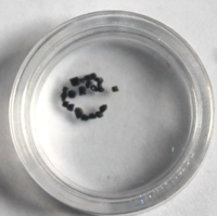 Placodermi scales