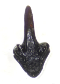 Silurian fossil fish tooth