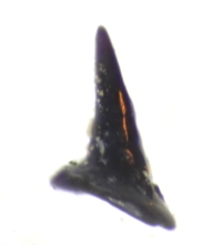 Gomphonchus sandelensis tooth