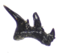 Gomphonchus sandelensis tooth