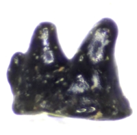 Gomphonchus sandelensis tooth