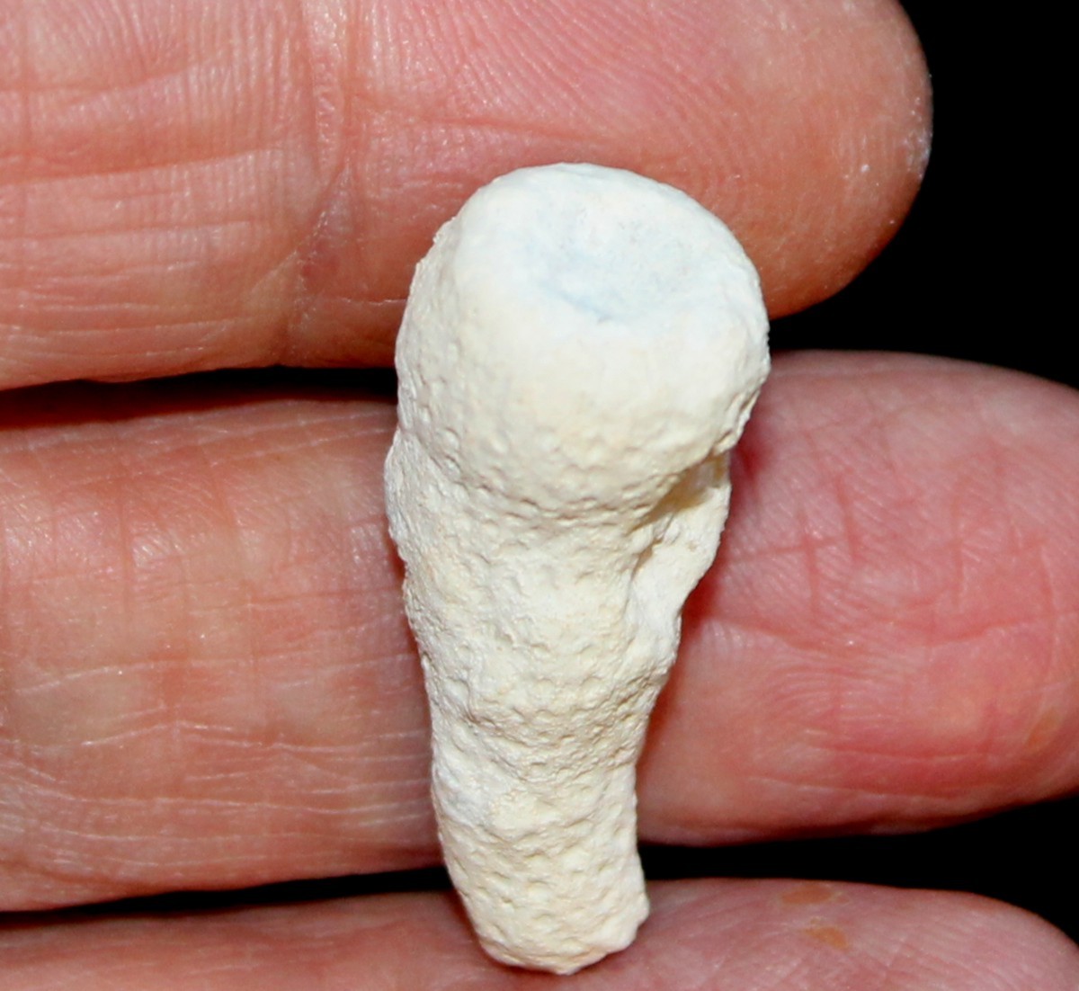 Sporadopyle pusilla