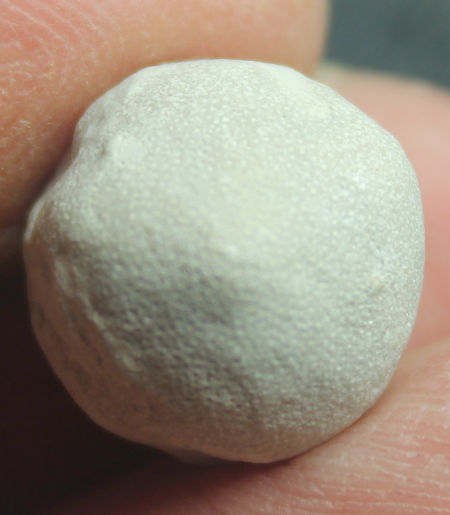 Fossil Sponge Porosphaera globularis