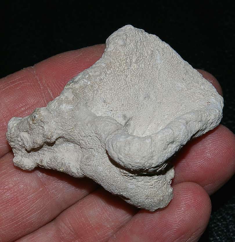 Two fused fossils Sponges