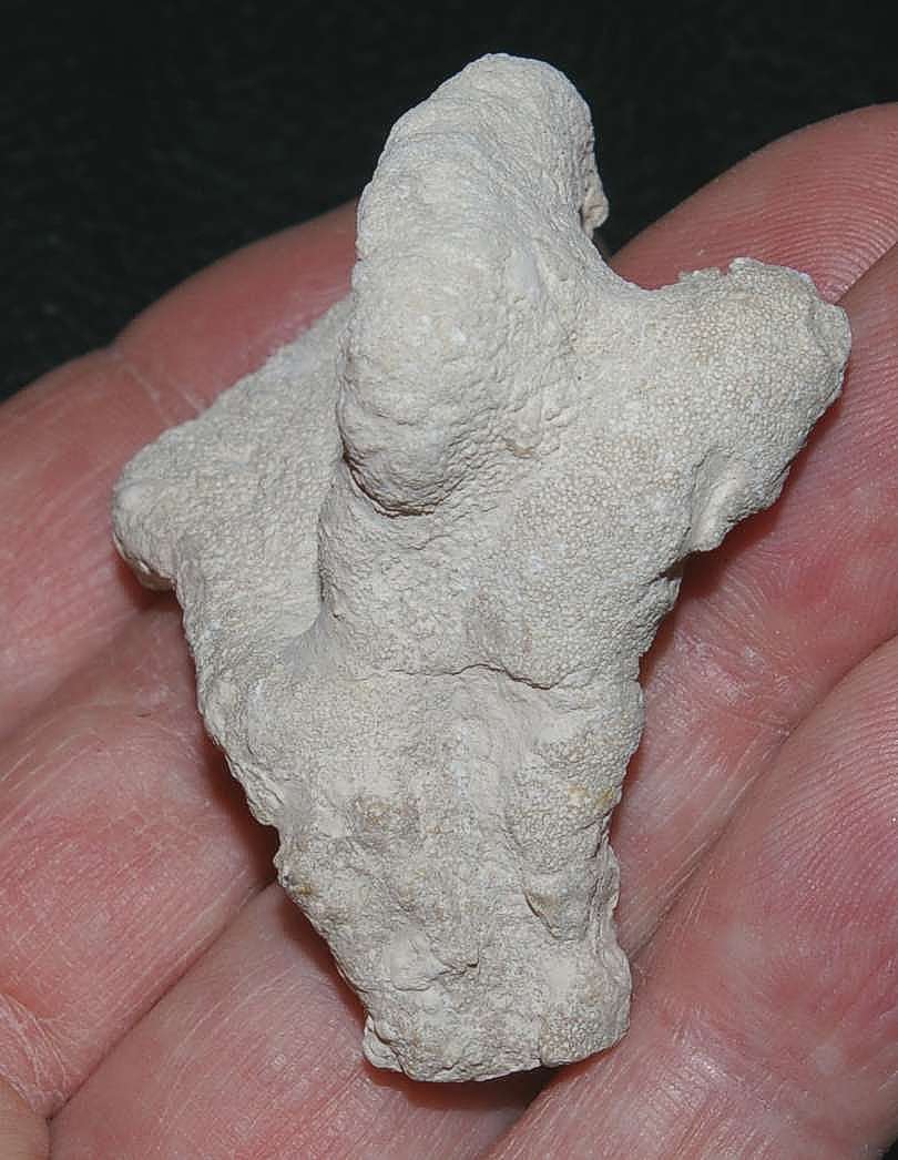 Two fused fossils Sponges