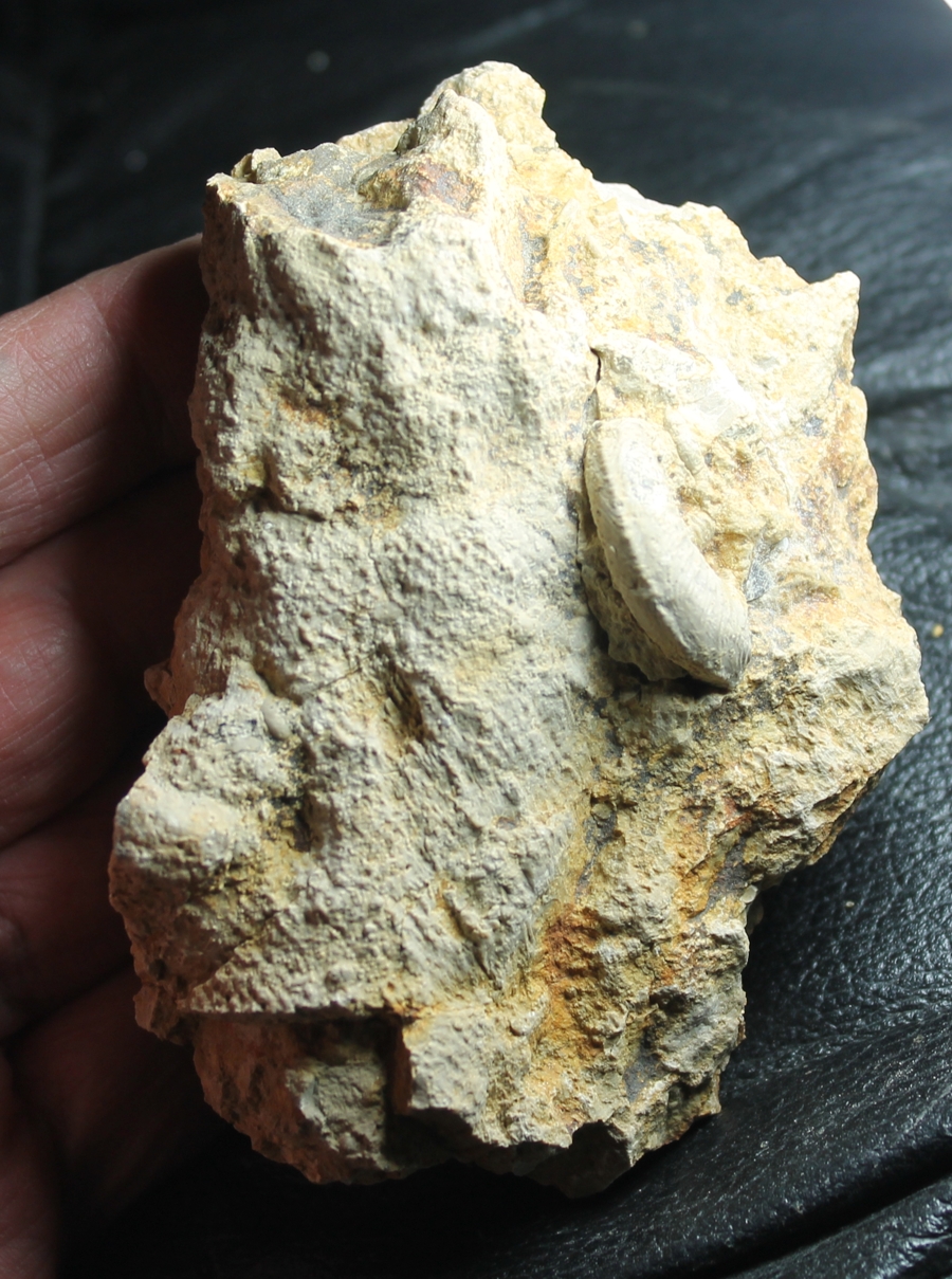 fossils sponges