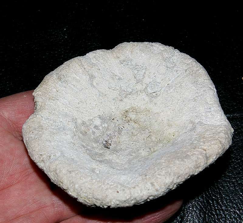 fossil sponge 