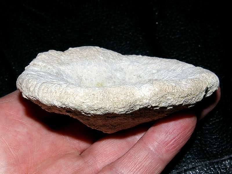 fossil sponge Cnemidiastrum rimulosum