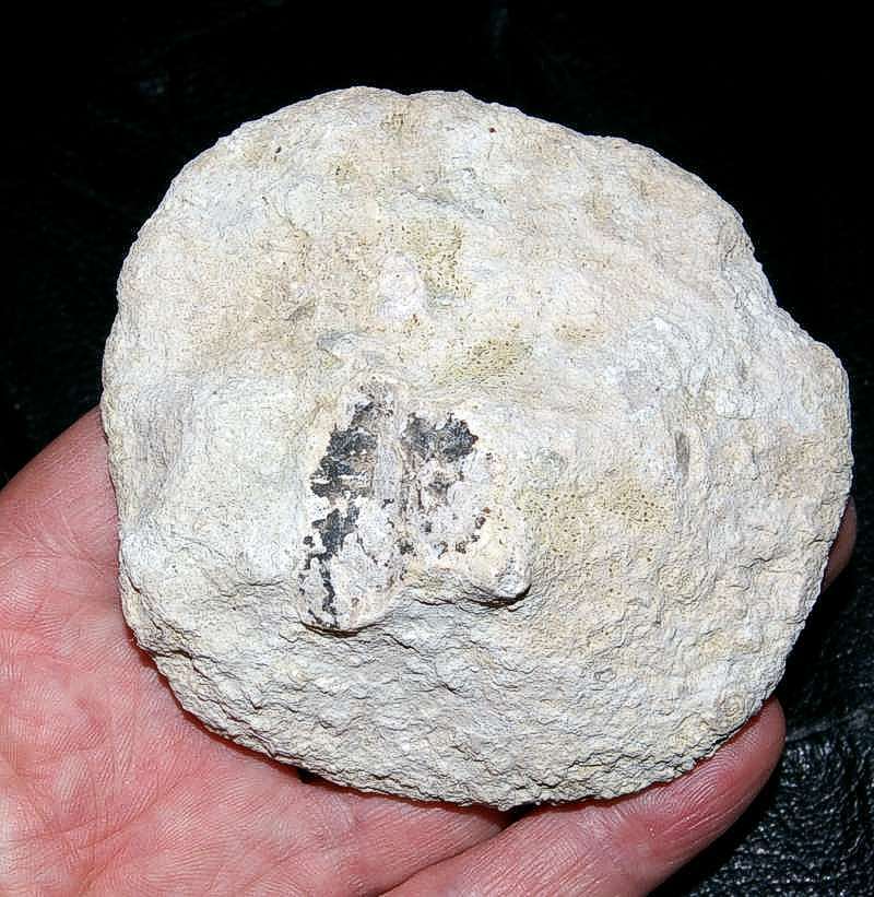 fossil sponge 