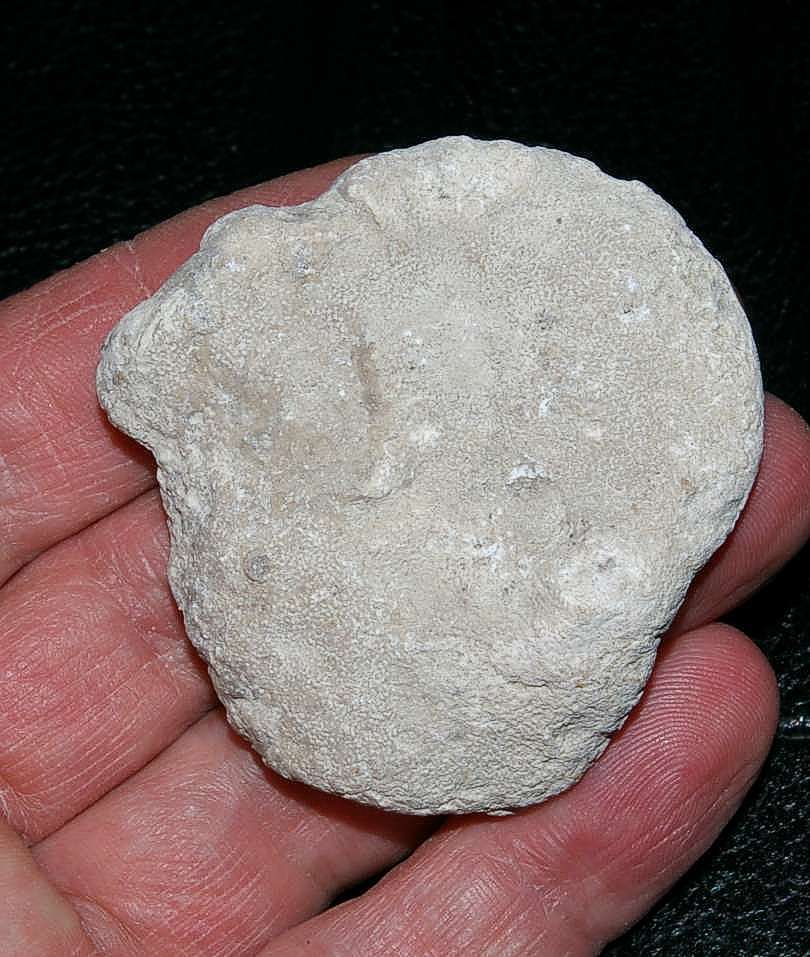 Platychonia vegans  