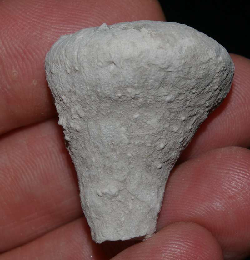 Cnemidiastrum goldfussi fossils sponges