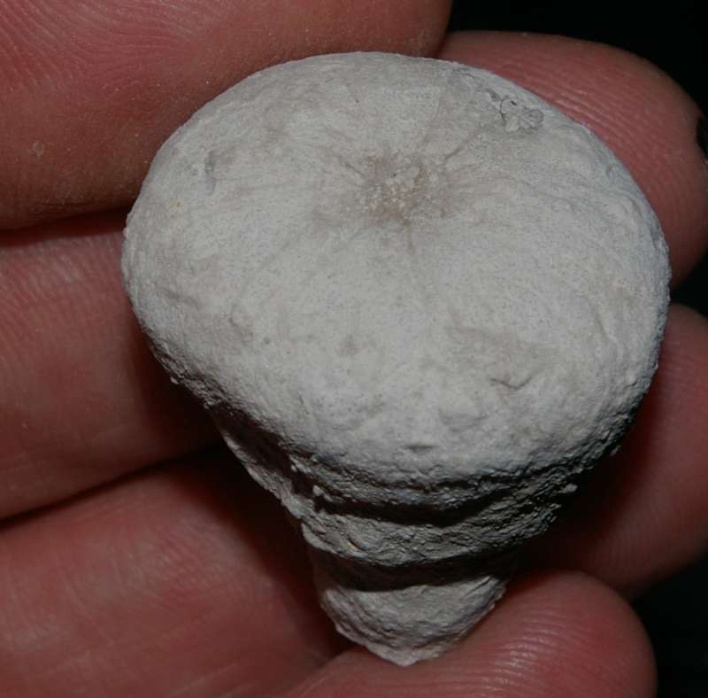 Cnemidiastrum goldfussi fossils sponges