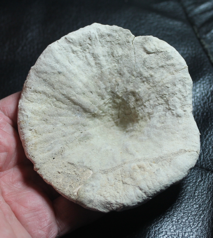Cnemidiastrum rimulosum