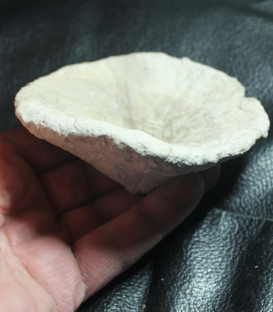 Cnemidiastrum rimulosum
