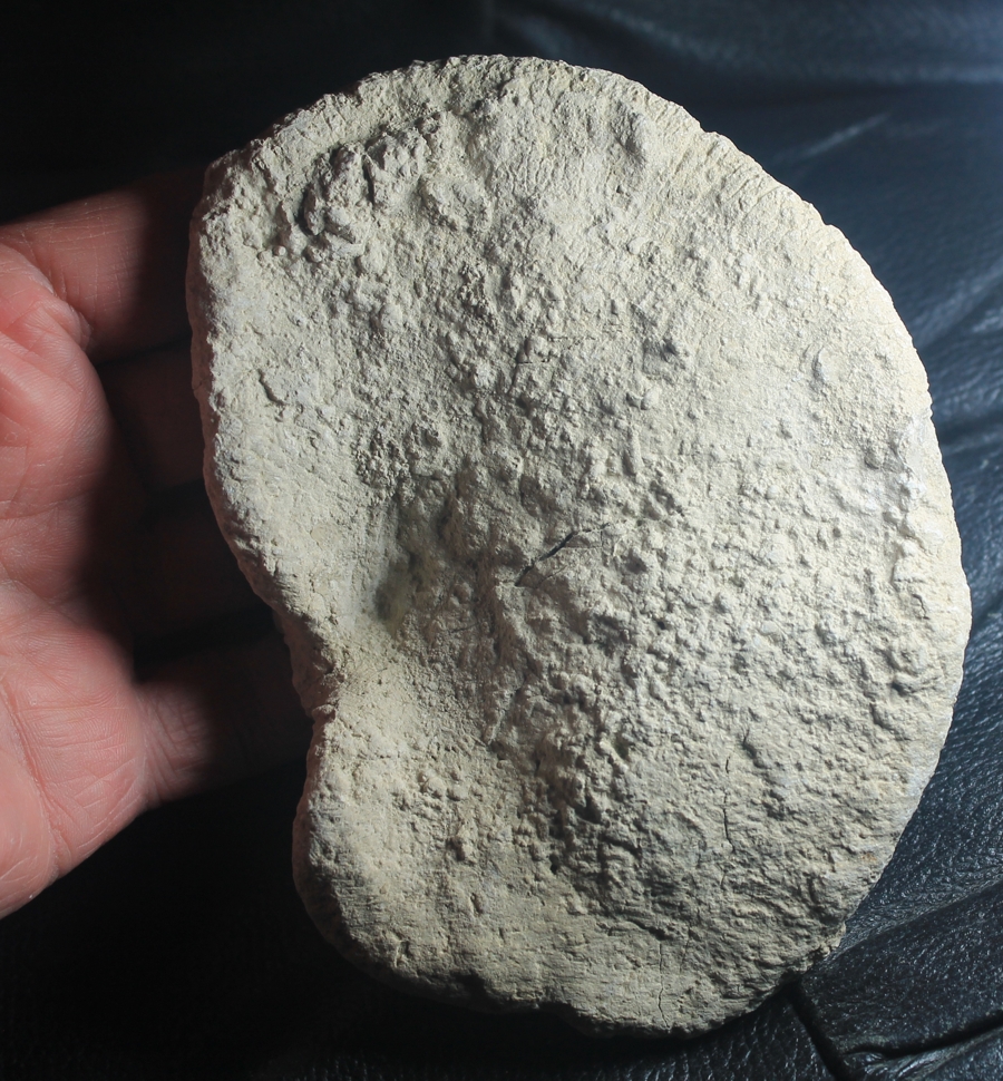 Cnemidiastrum rimulosum