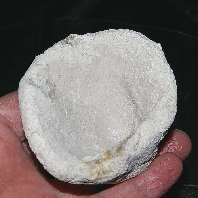 Cnemidiastrum calixum fossil sponge.jpg 