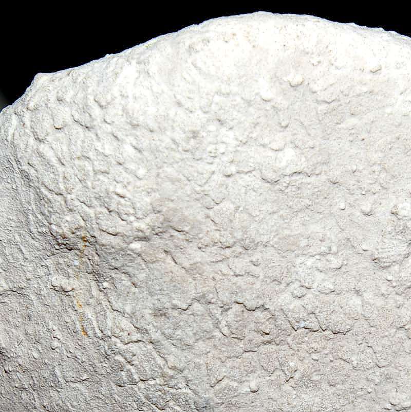 Cnemidiastrum calixum fossil sponge.jpg 