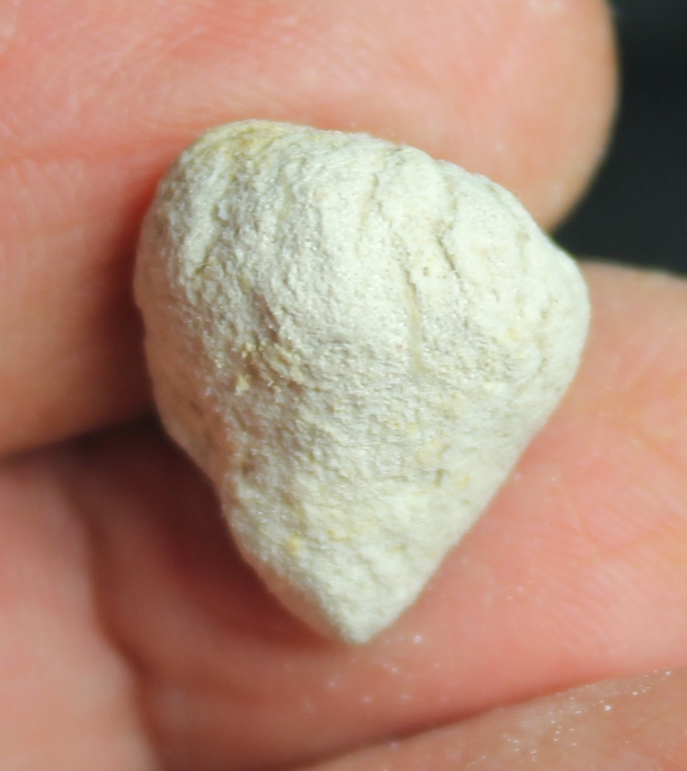 Cytoracea variabilis fossil sponge.jpg 