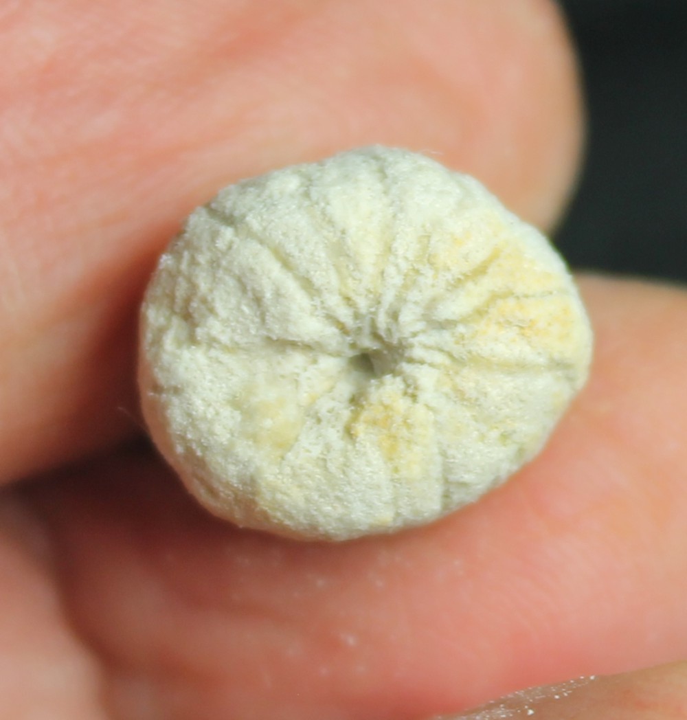 Cytoracea variabilis fossil sponge.jpg 