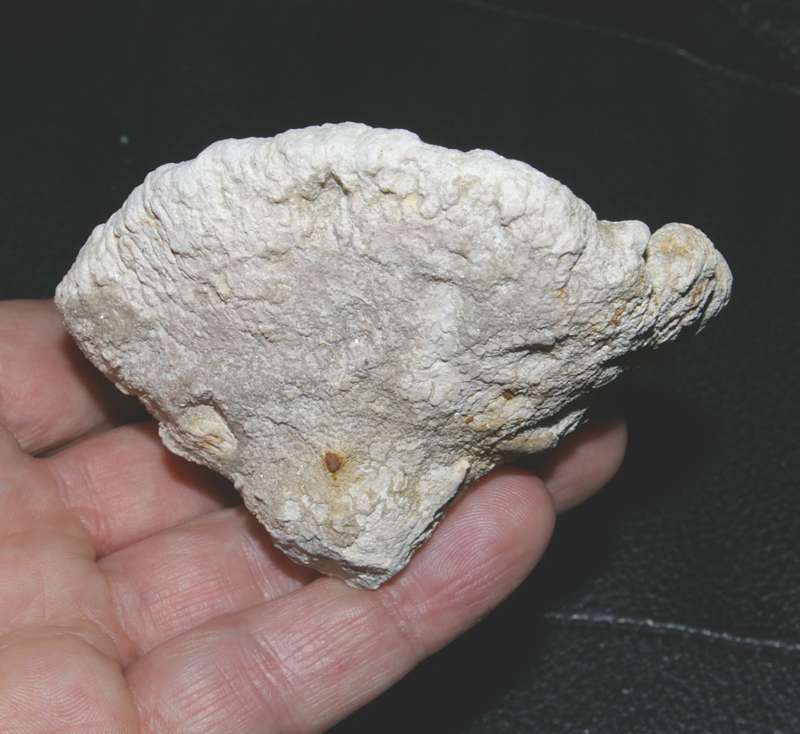 Cnemidiastrum conicum fossil sponge.jpg 