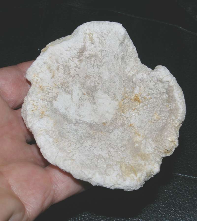 Cnemidiastrum conicum fossil sponge.jpg 