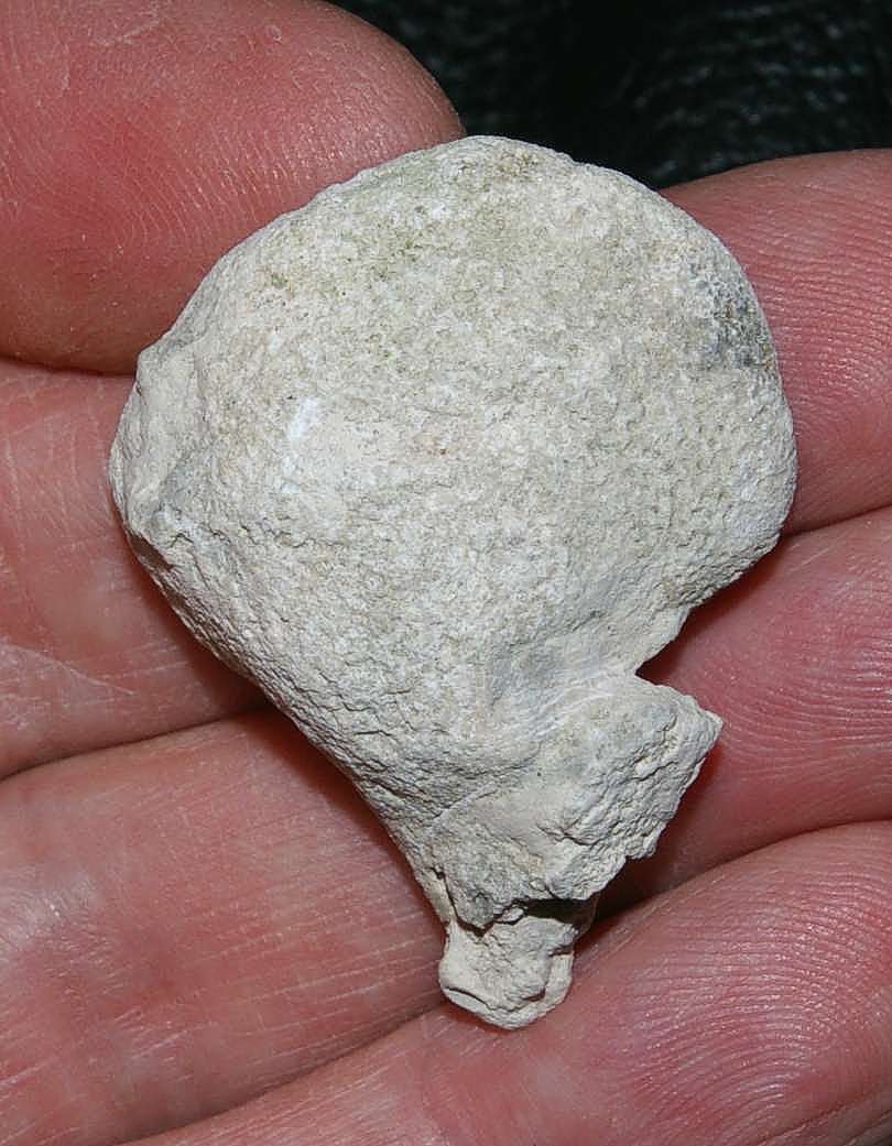 Platychonia auriformis fossil sponge.jpg 