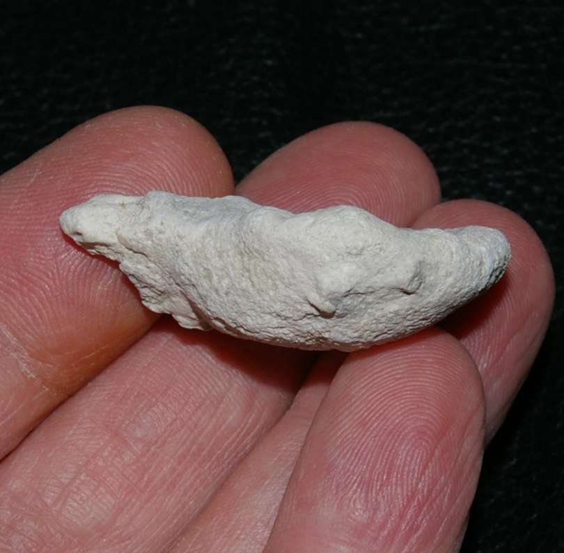 Platychonia auriformis fossil sponge.jpg 