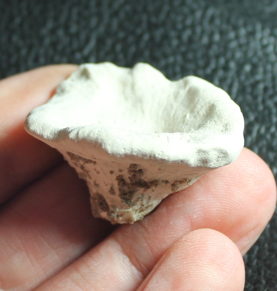 Platychonia schlotheimi