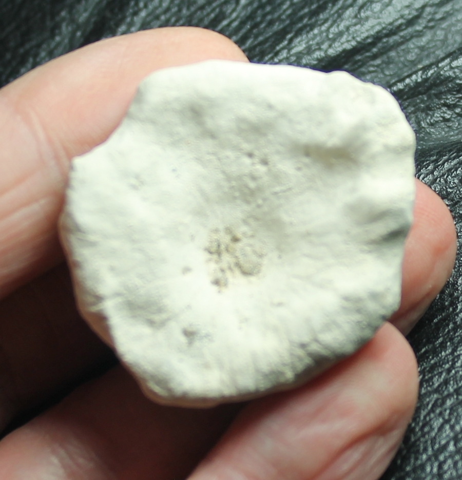 Fossiler Schwamm