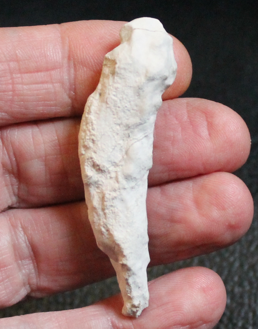 Reiswigia jurassica 