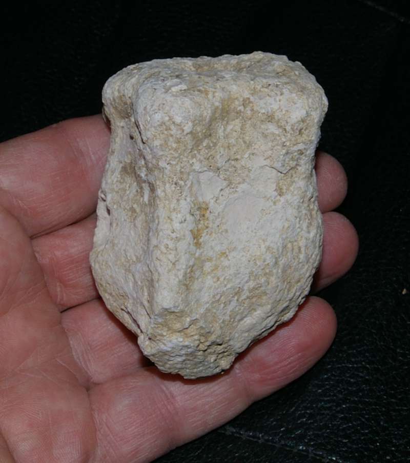 Cnemidiastrum tuberosum 