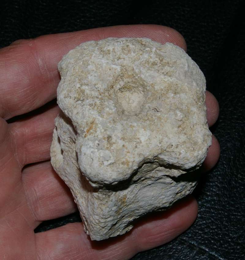 fossil sponge 