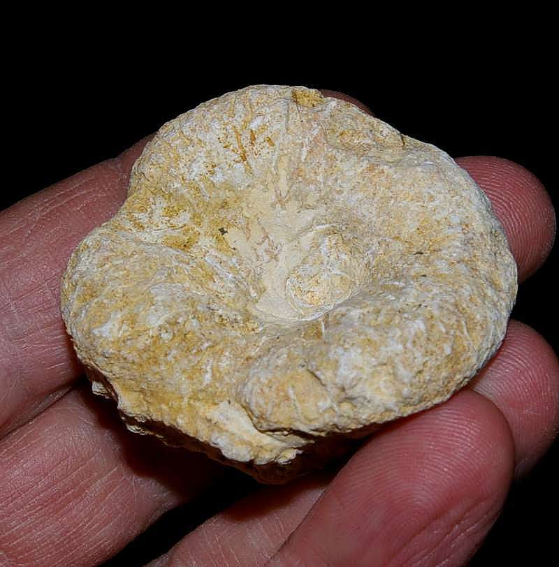 Fossil sponge Cnemidiastrum catinum