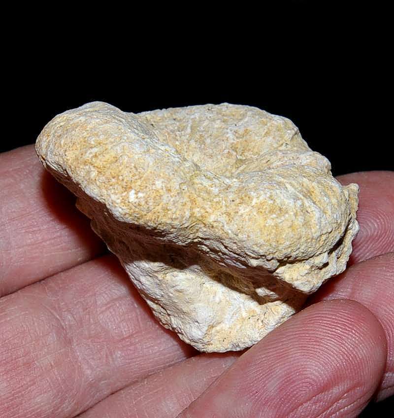 Fossil sponge Cnemidiastrum catinum