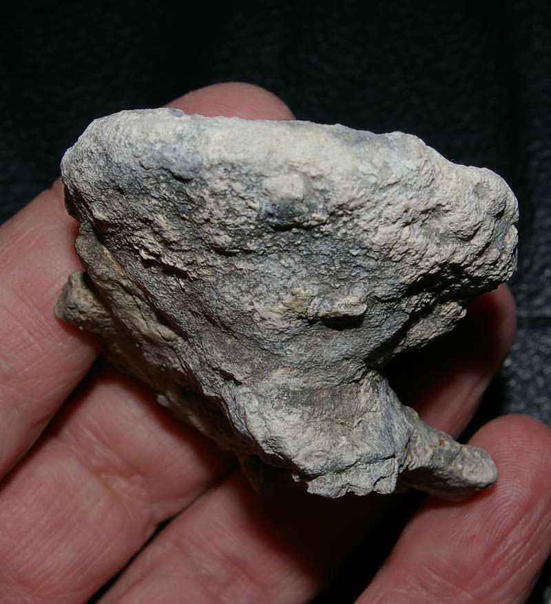 Fossil sponge Aretotragos lene