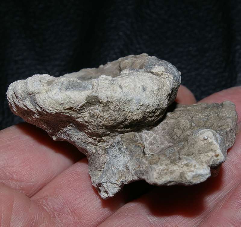 Fossil sponge Aretotragos lene