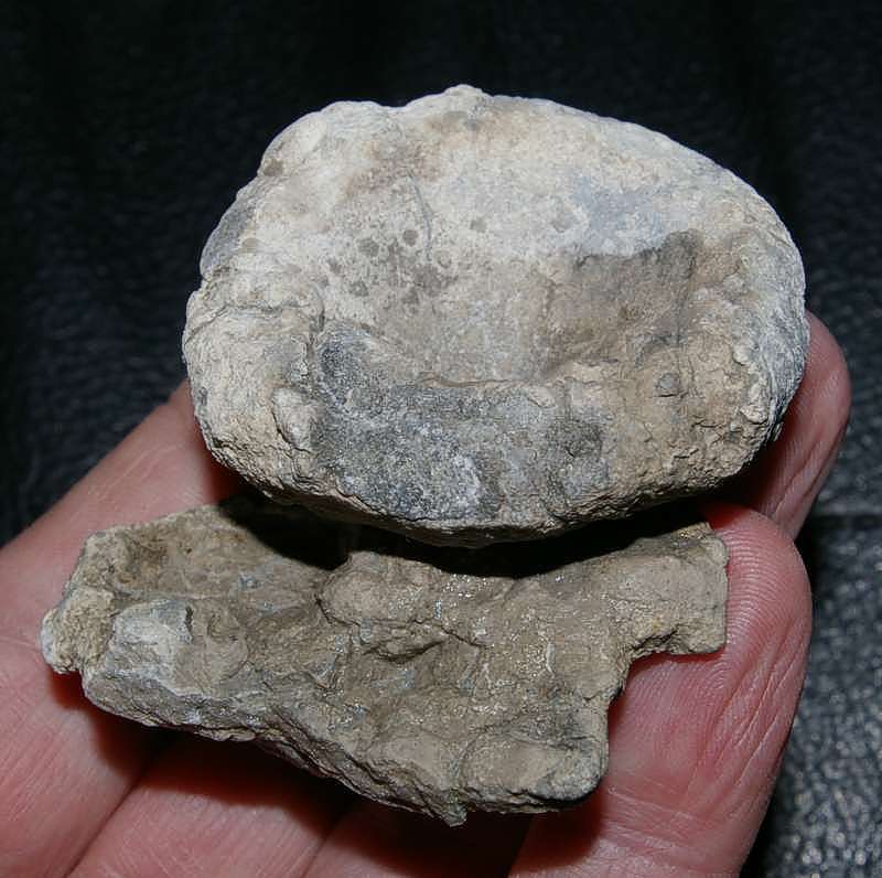 Fossil sponge Aretotragos lene