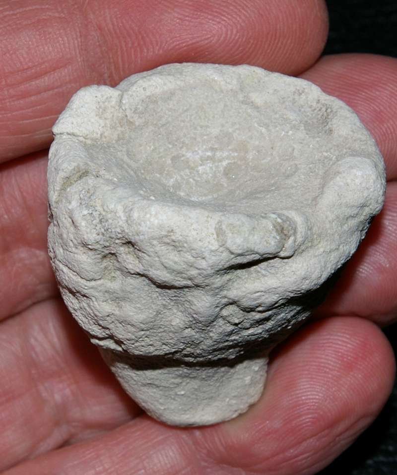 Fossil sponge Aretotragos jaraczi