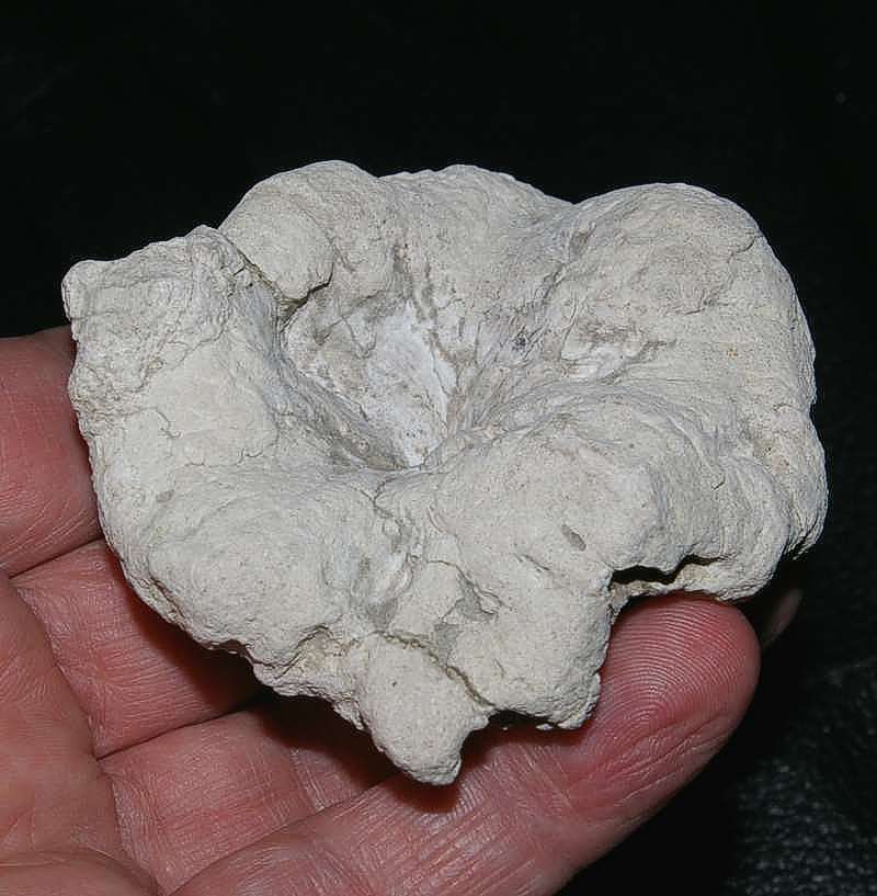 Fossil sponge Cnemidiastrum mirrum