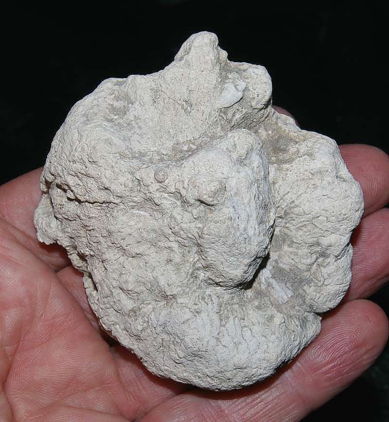 Fossil sponge Cnemidiastrum mirrum