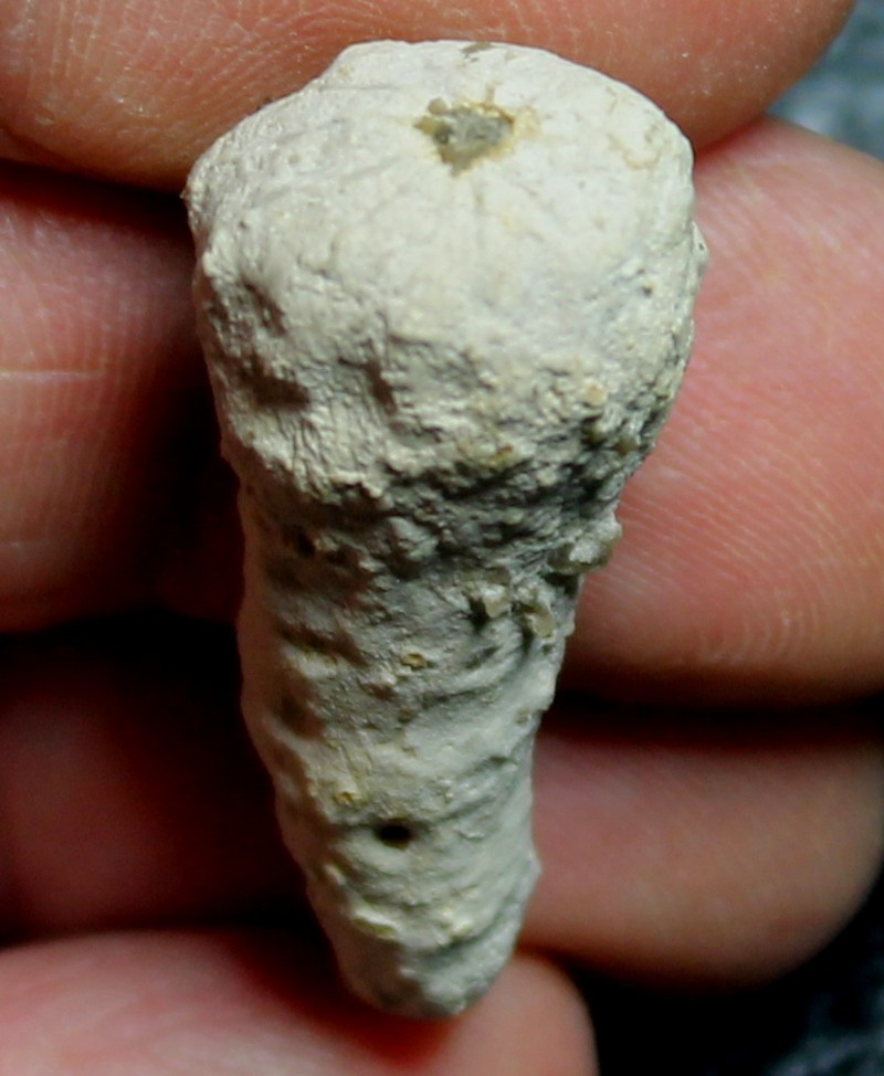 Jerea claviceps