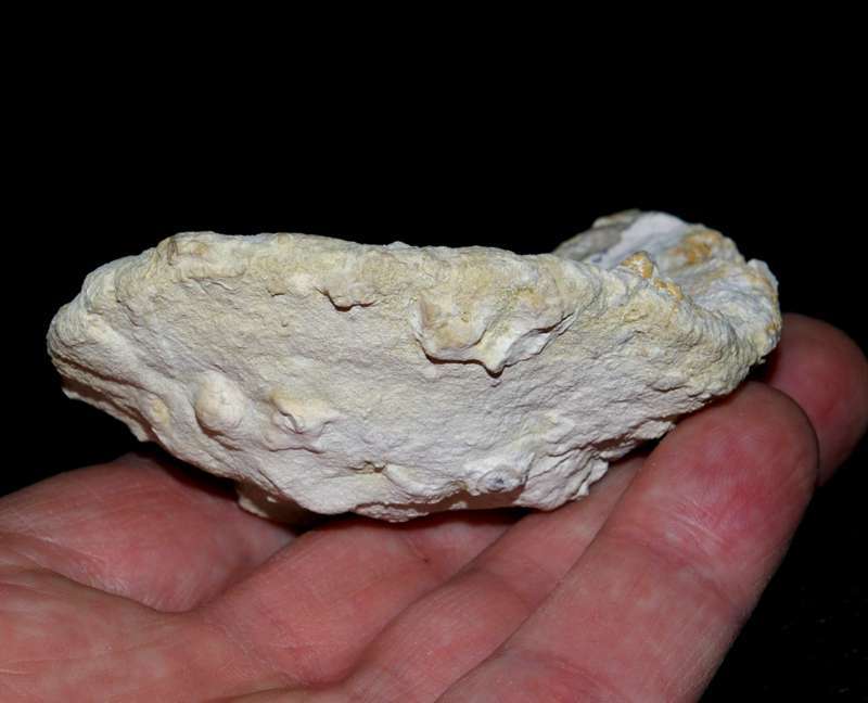 Hyalotragos pezizoides