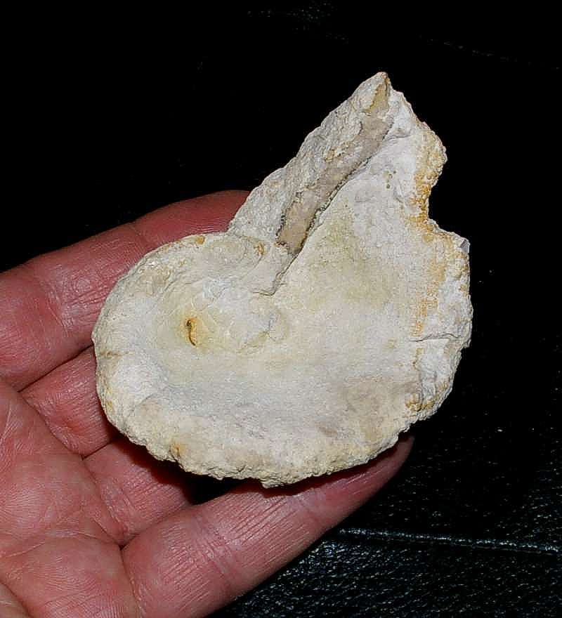 Hyalotragos pezizoides