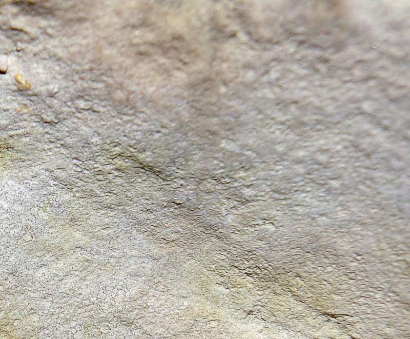Hyalotragos pezizoides fossil sponge