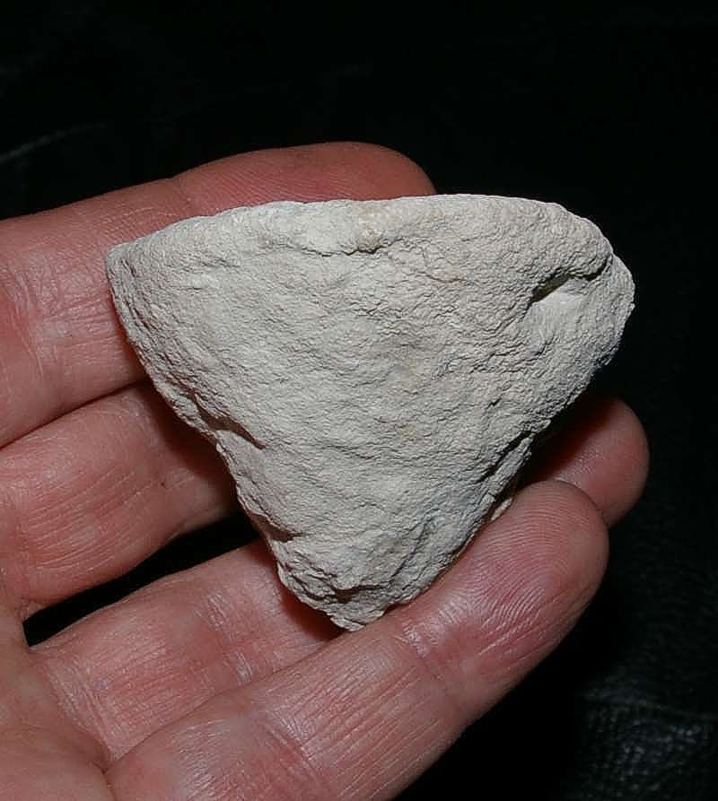 fossil sponge Hyalotragos patelloides