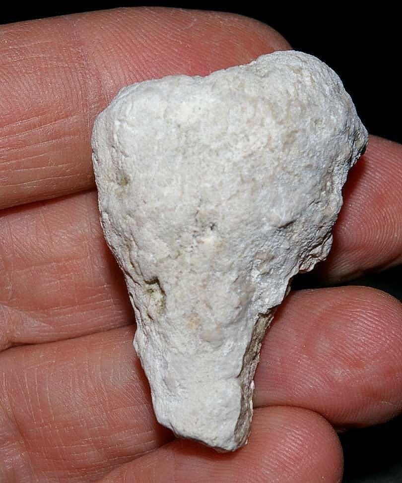 Sontheimia perforata