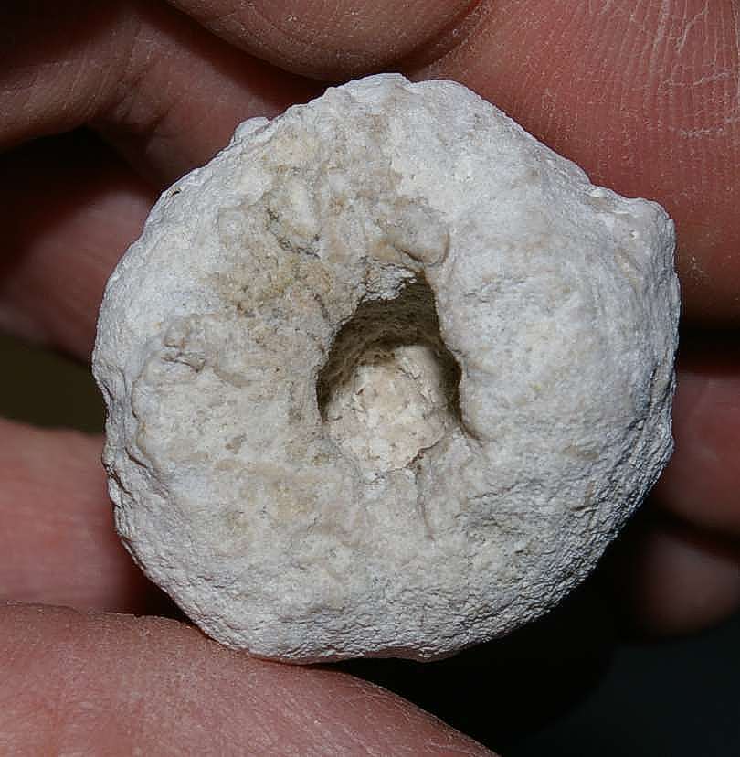 fossil sponge Sontheimia perforata