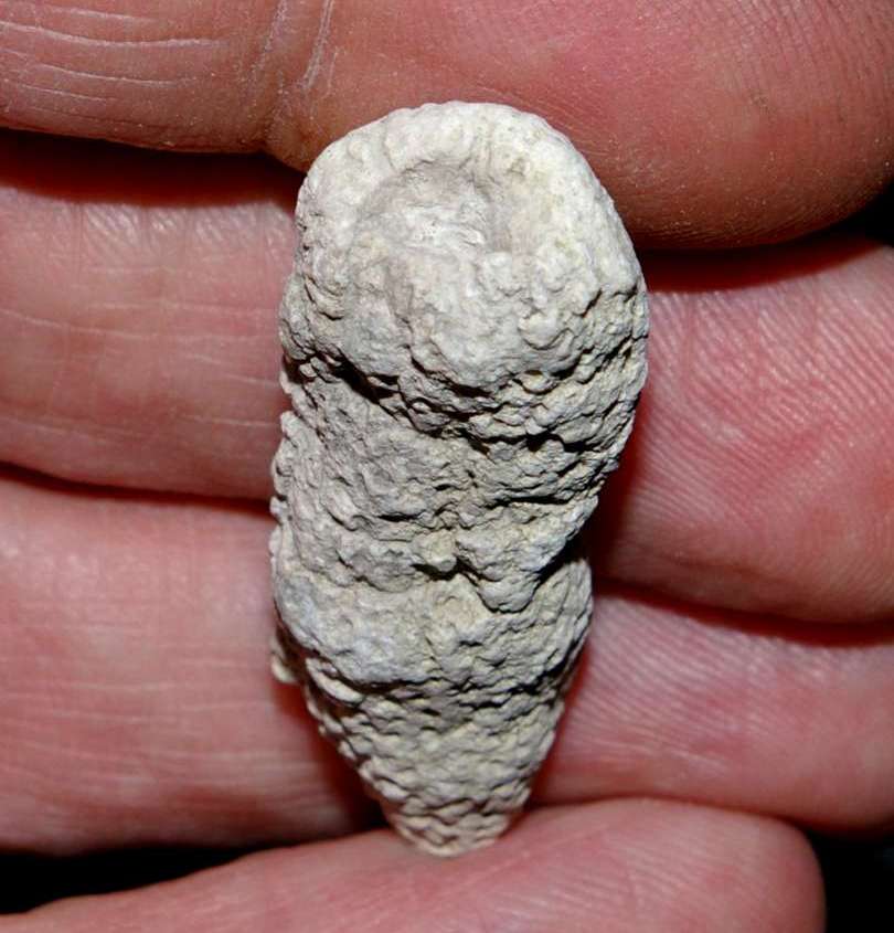 fossil sponge Laocaetis pararella