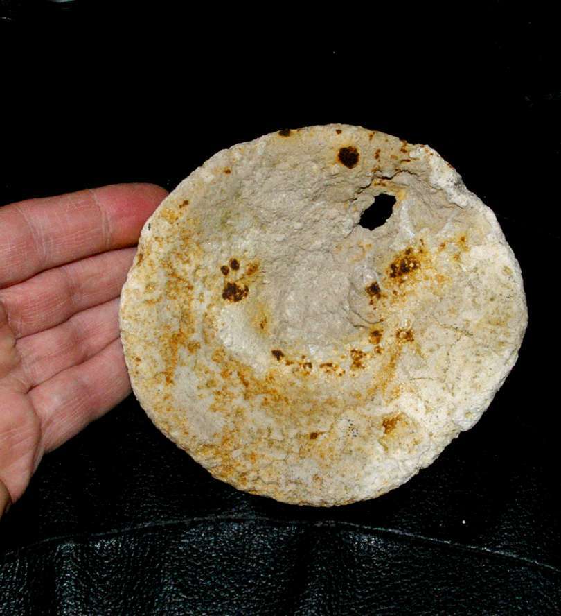 Cavispongia porata